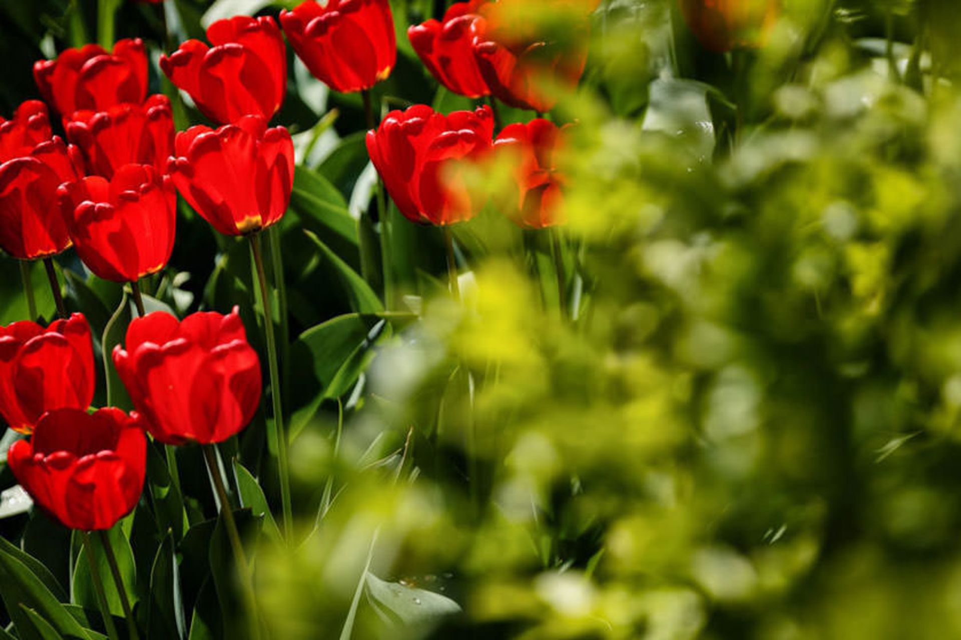 خانه لاله ای 