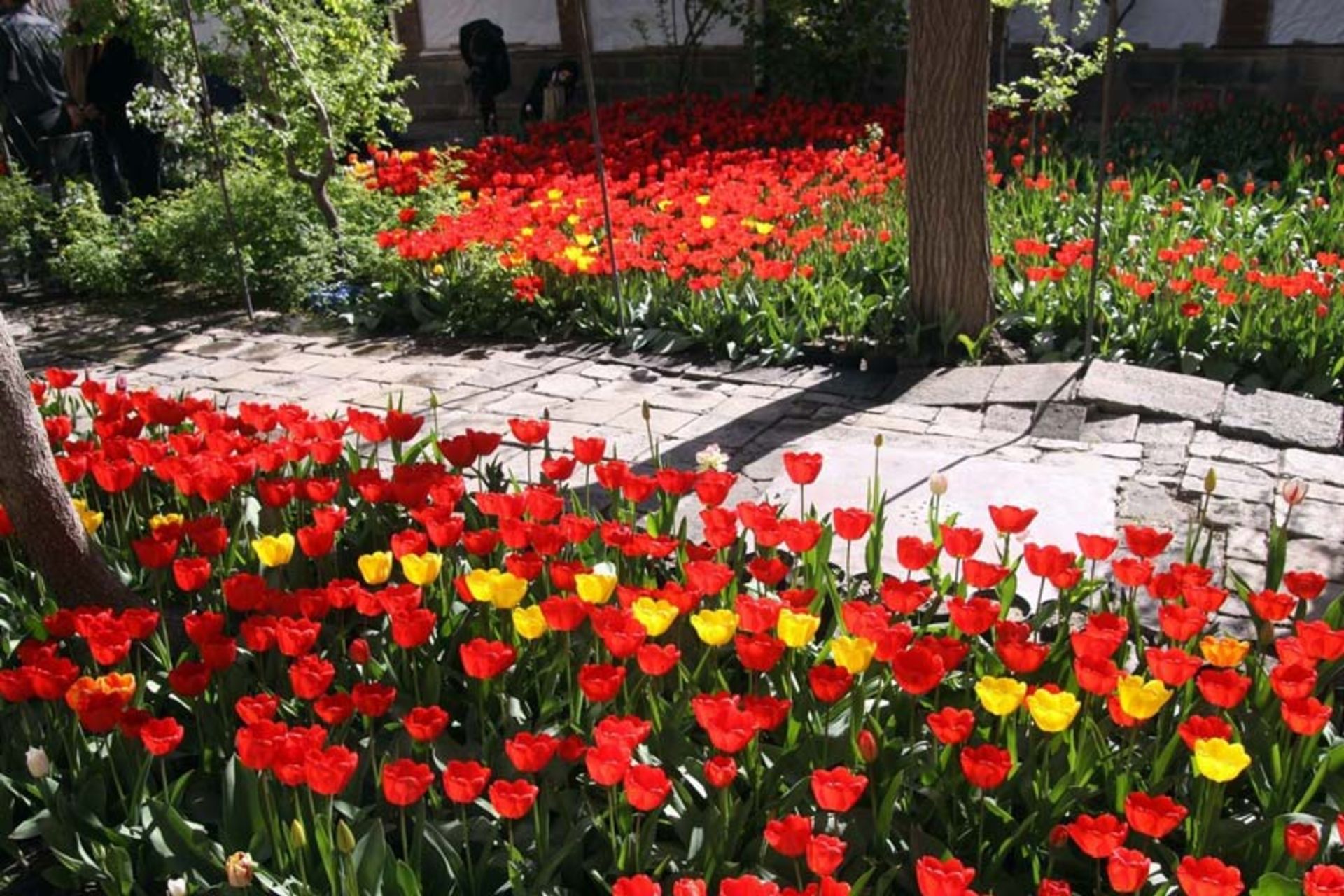 خانه لاله ای 