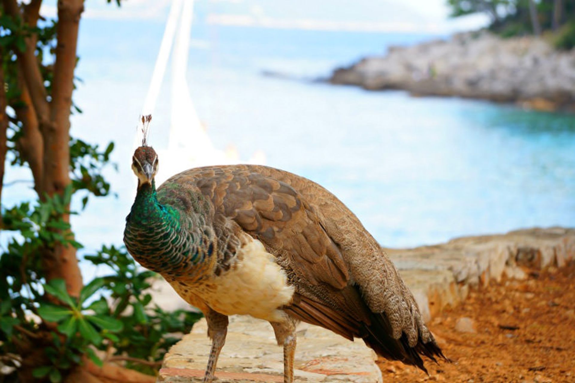 جزیره لوکروم 