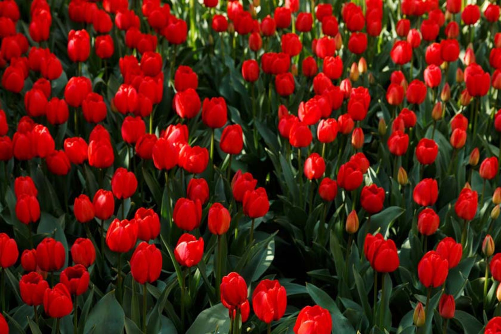 خانه لاله ای 