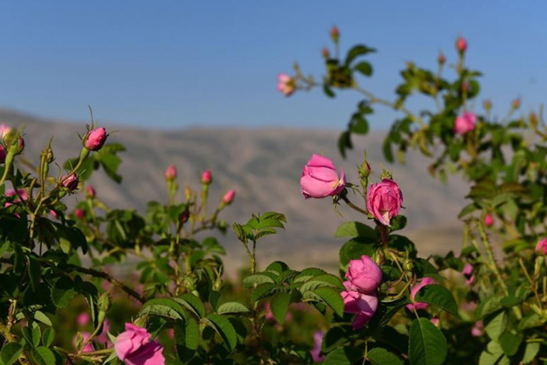گلستان های محمدی میمند