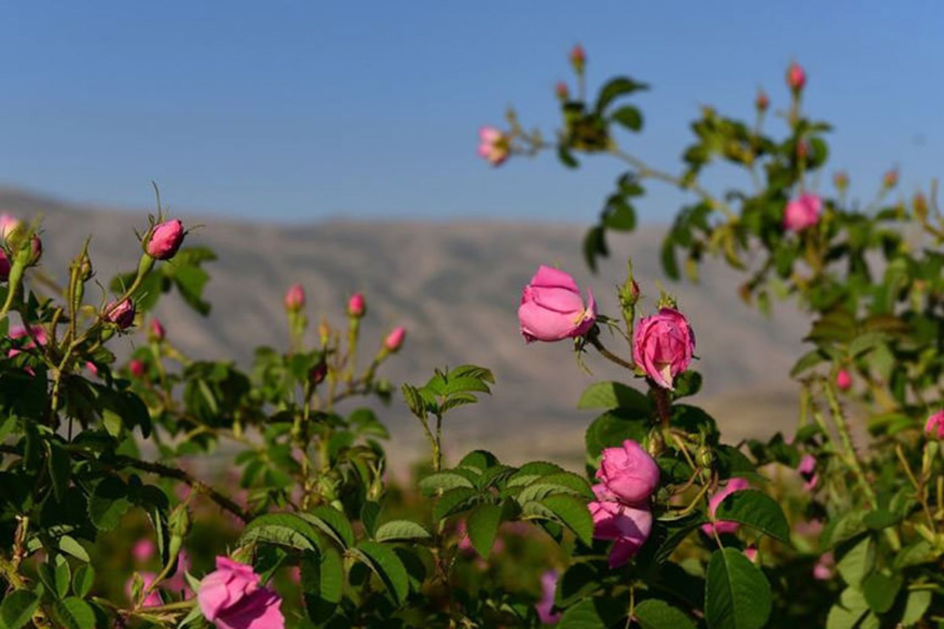 گلستان های محمدی میمند