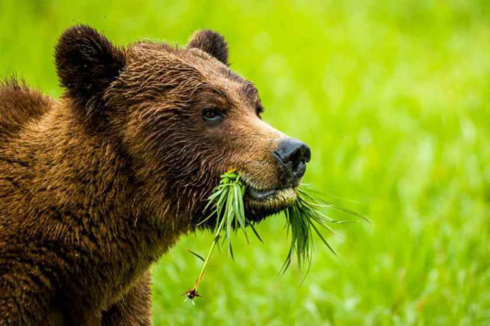 پناهگاه خرس گریزلی کاتزیماتین (Khutzeymateen Grizzly Bear Sanctuary)
