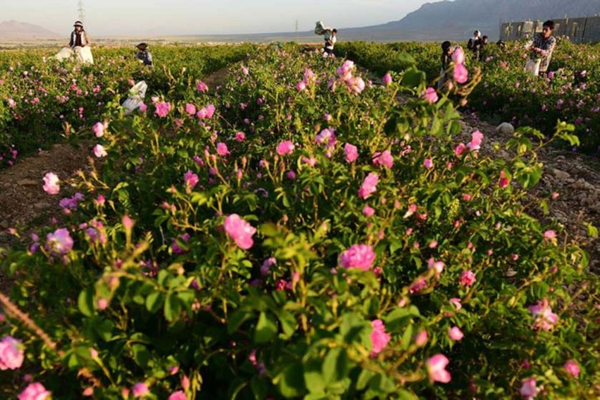 گلستان های محمدی میمند