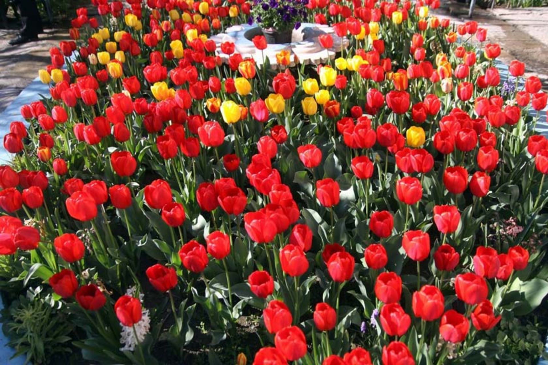 خانه لاله ای 