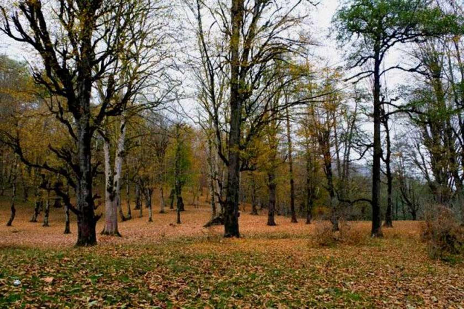 بوستان جنگلی صفارود
