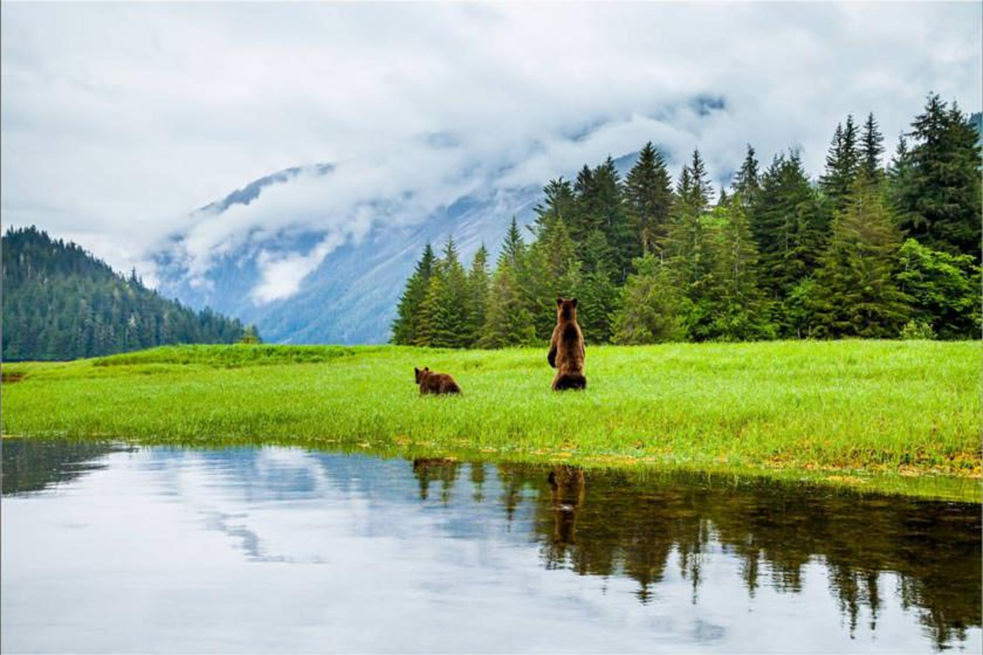 پناهگاه خرس گریزلی کاتزیماتین (Khutzeymateen Grizzly Bear Sanctuary)