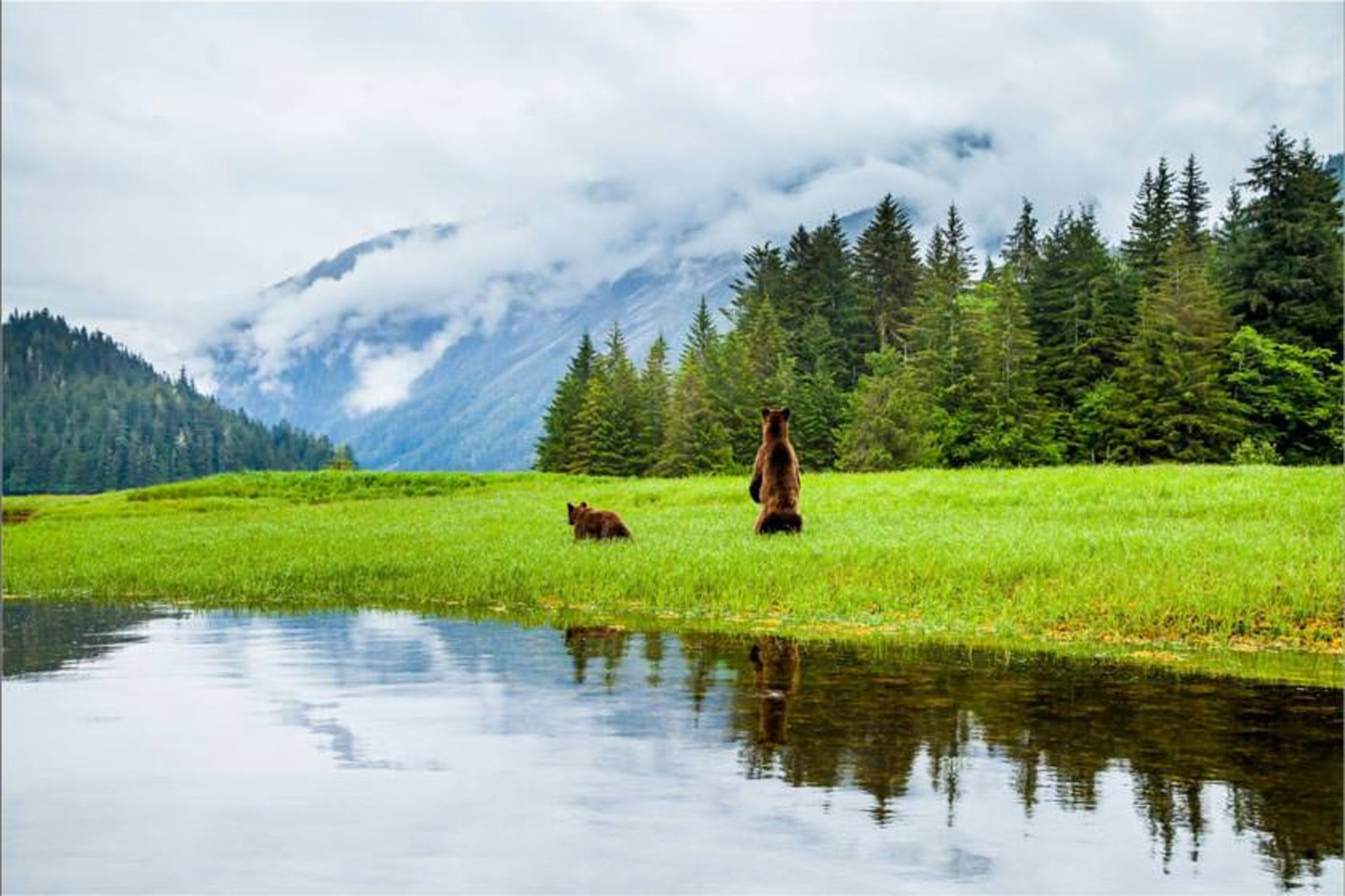 پناهگاه خرس گریزلی کاتزیماتین (Khutzeymateen Grizzly Bear Sanctuary)
