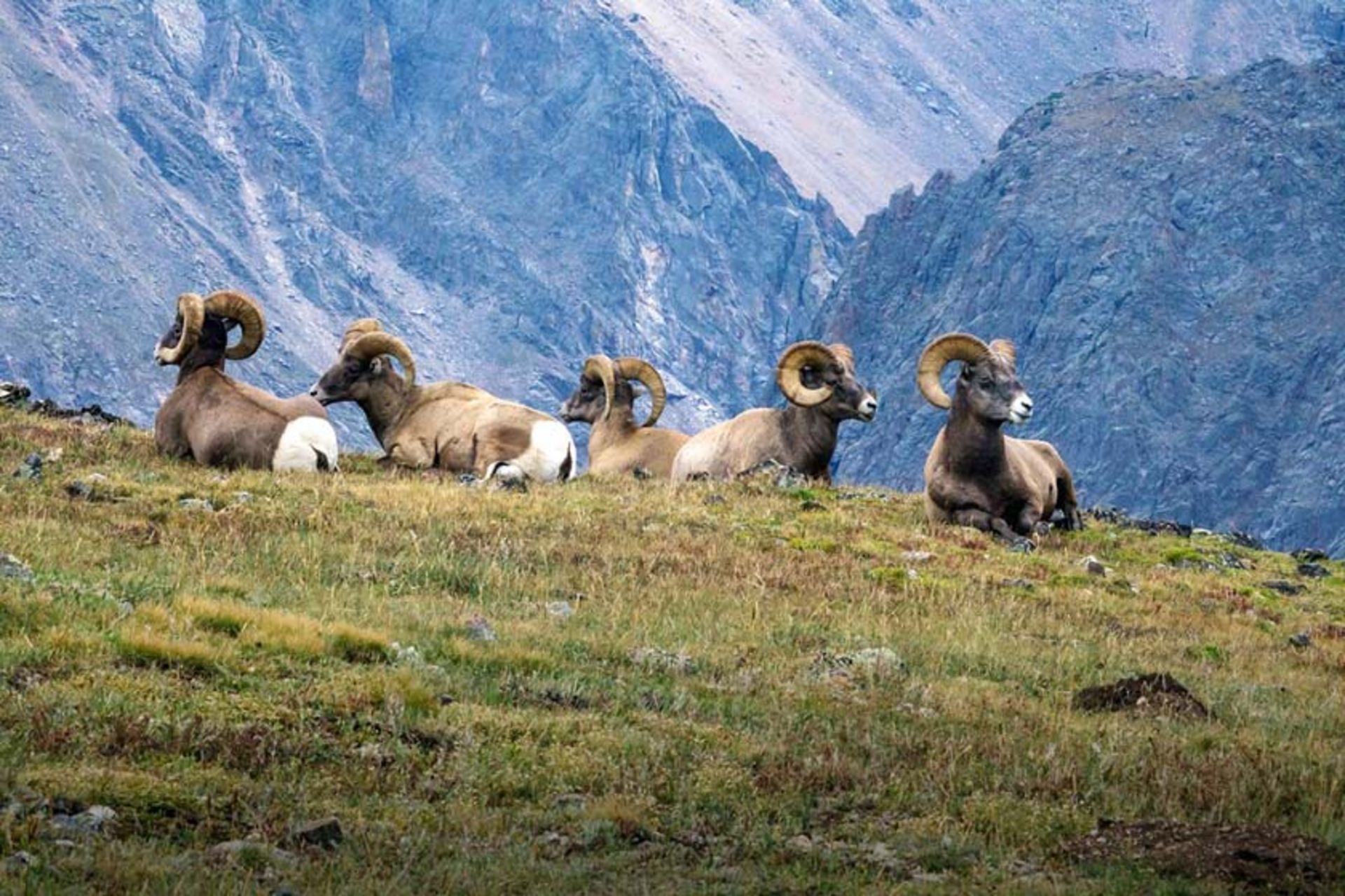 پارک ملی کوه راکی