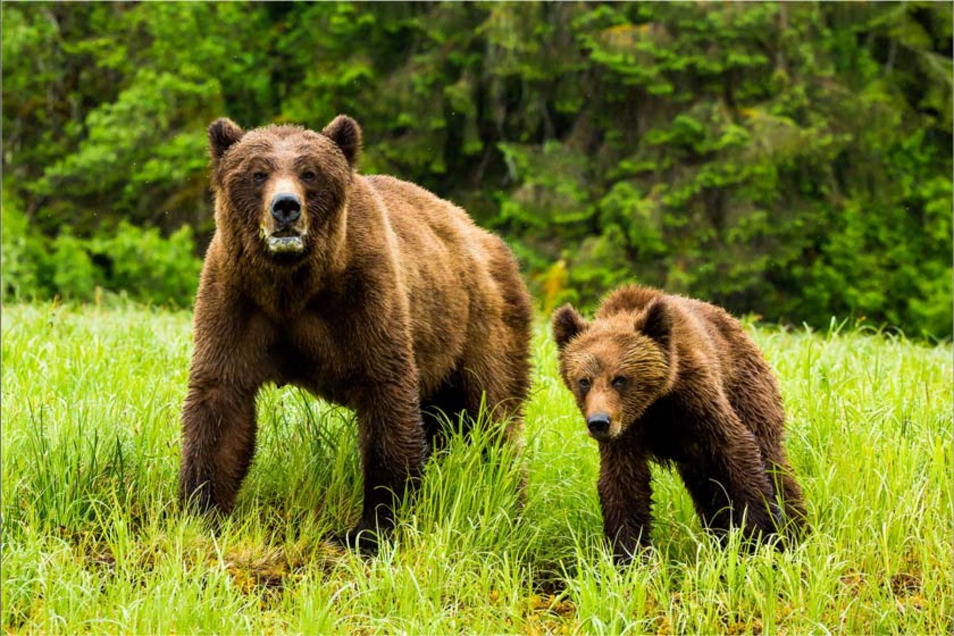 پناهگاه خرس گریزلی کاتزیماتین (Khutzeymateen Grizzly Bear Sanctuary)