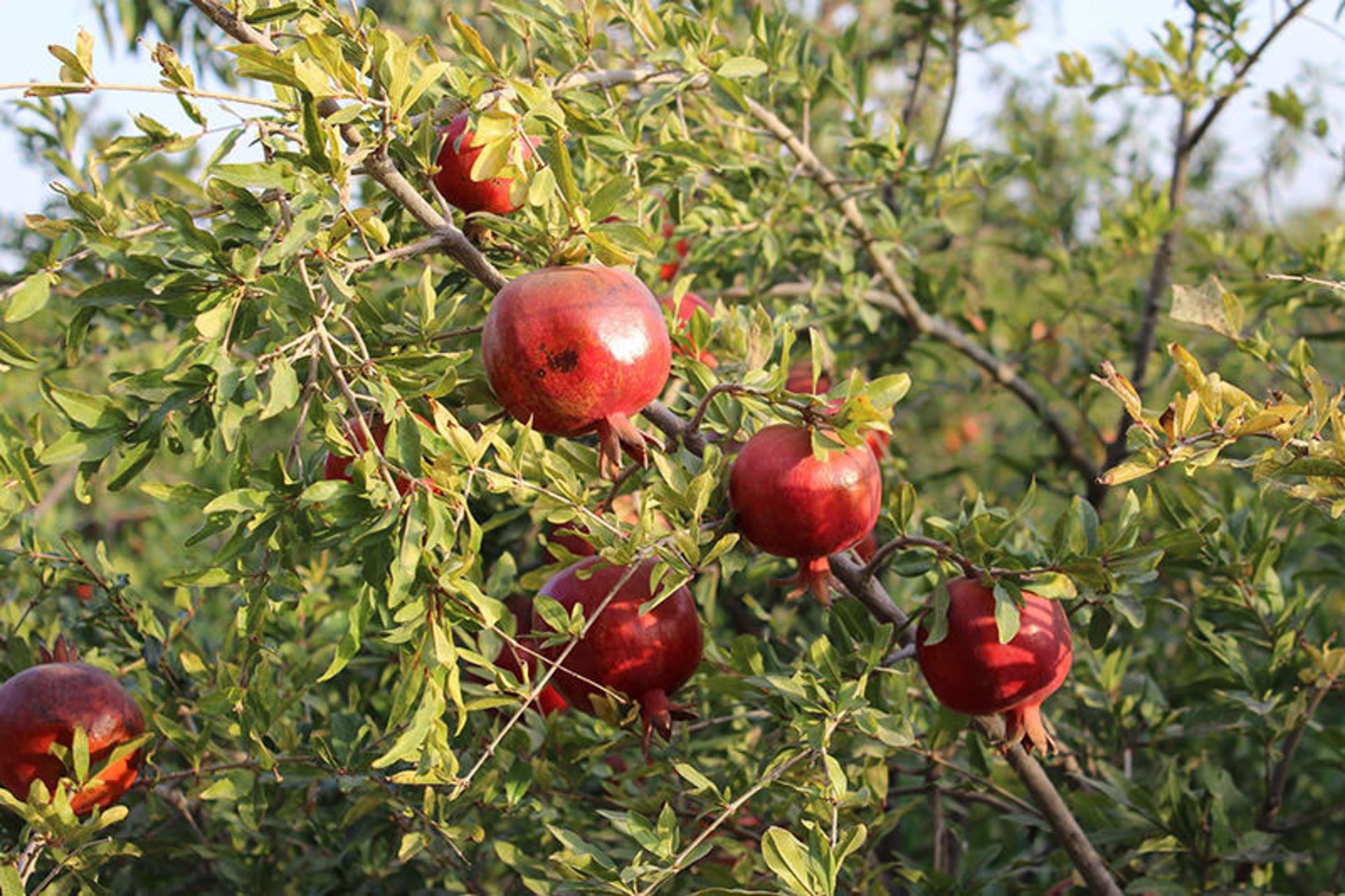 انار ساوه