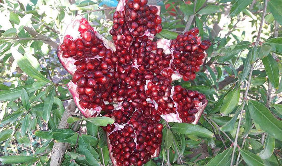 انار ساوه