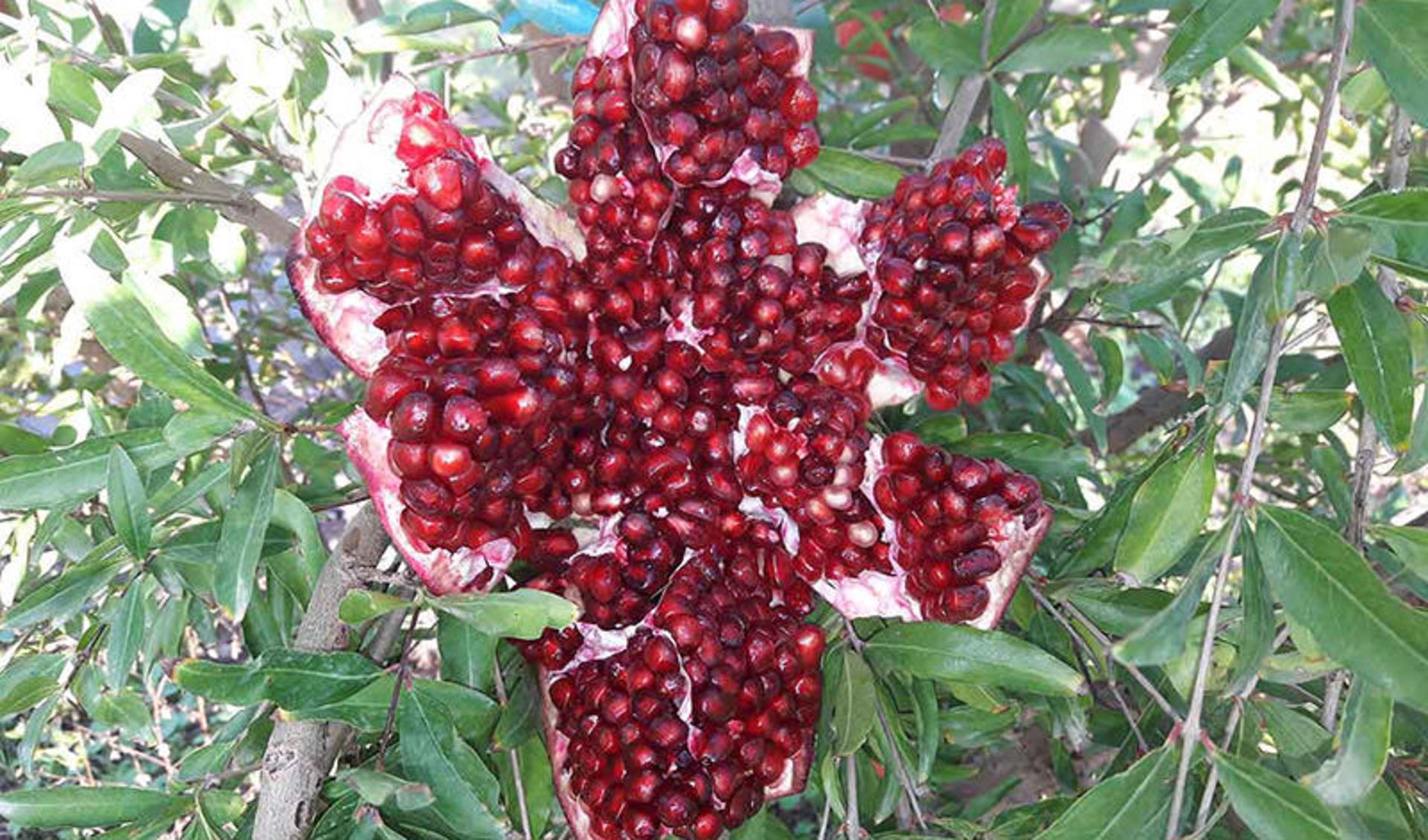 انار ساوه