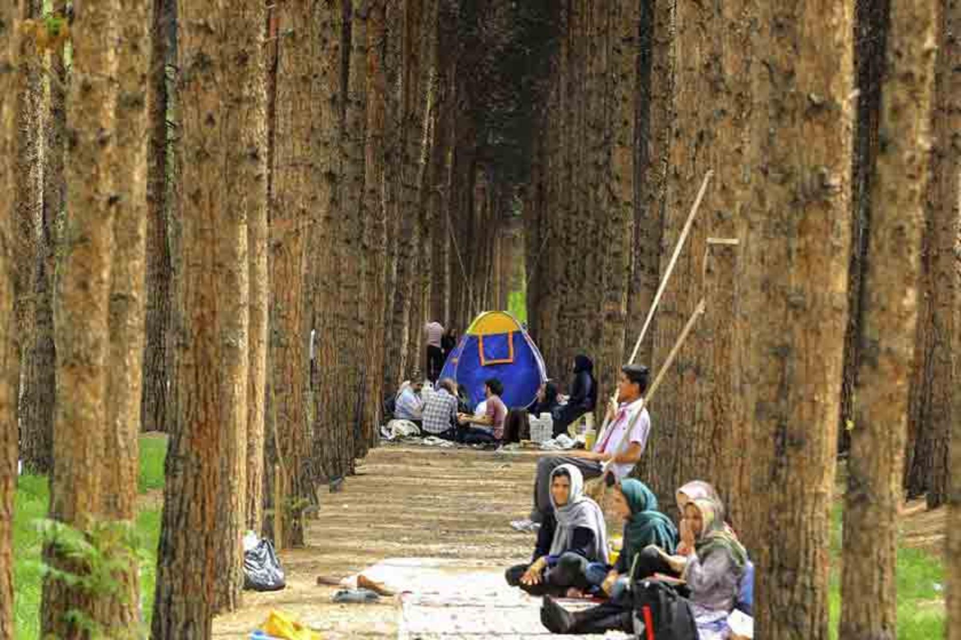 جنگل پردیسان قائم