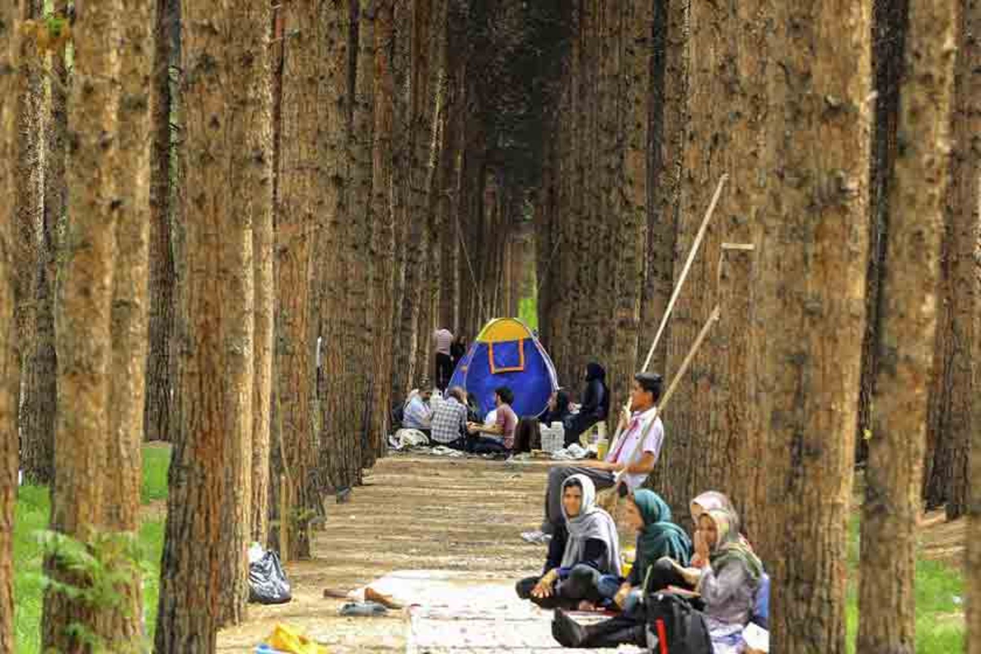 جنگل پردیسان قائم