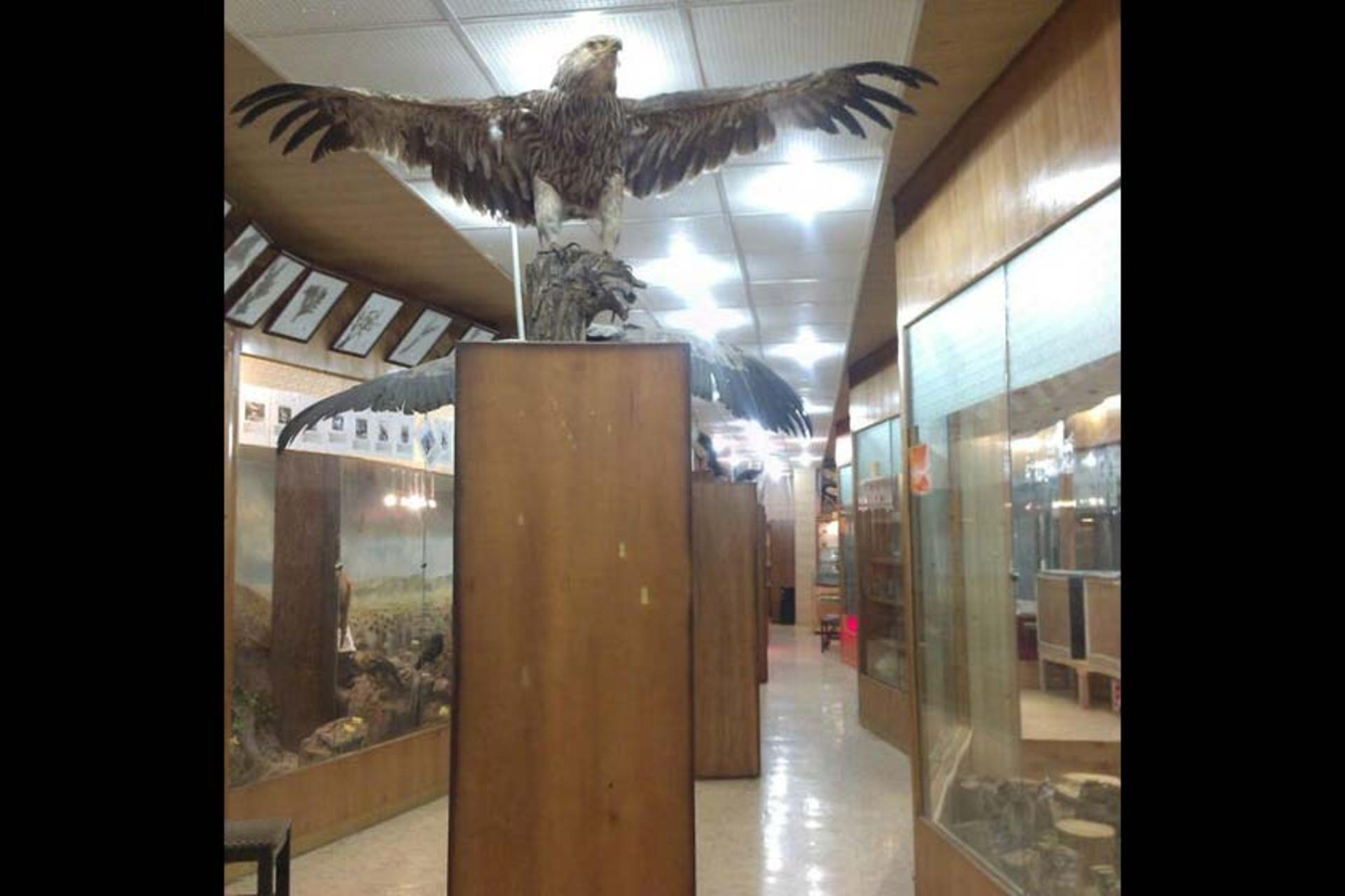 موزه تاریخ طبیعی دانشگاه اراک