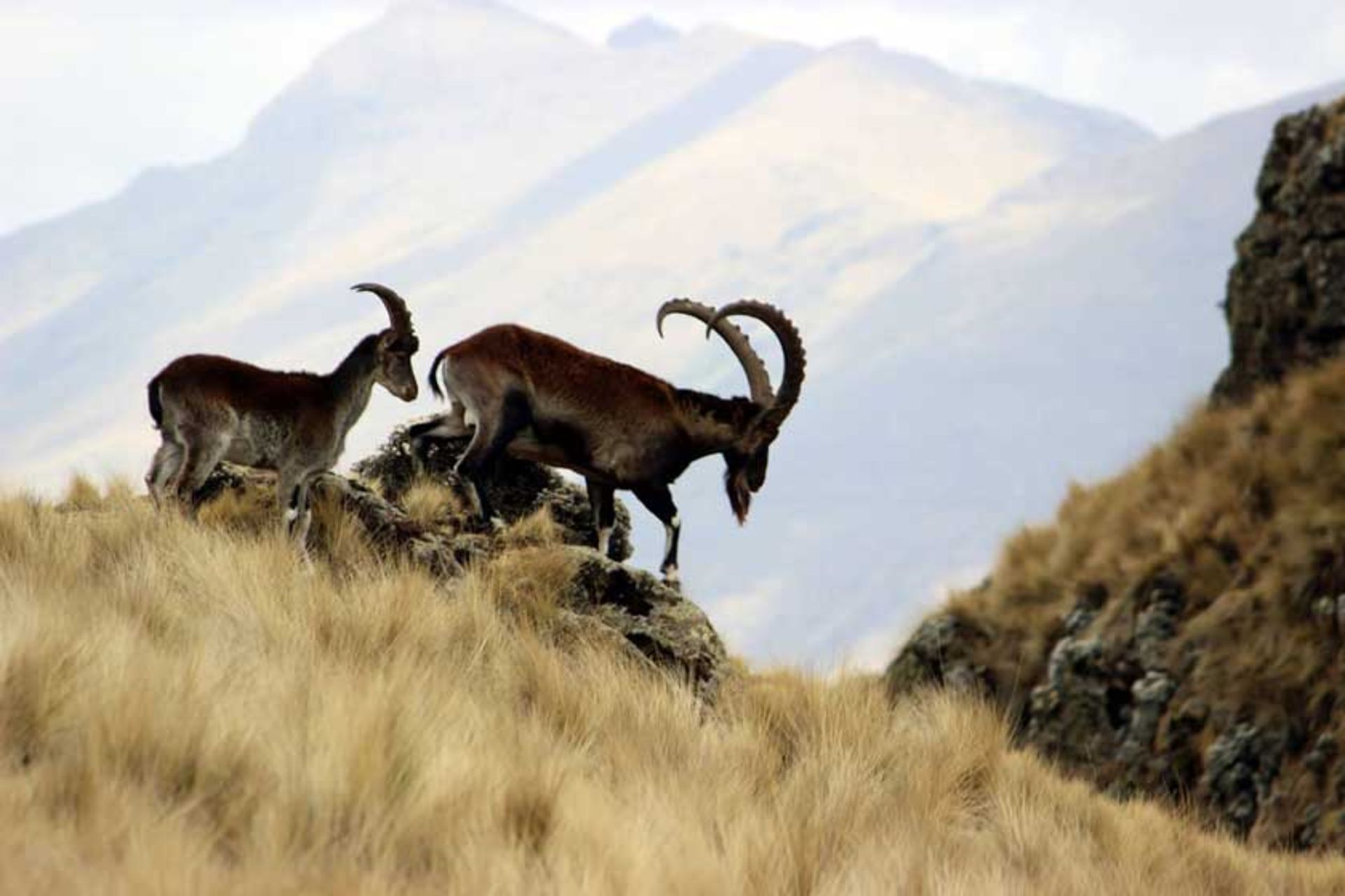پارک ملی کوهستان سیمین