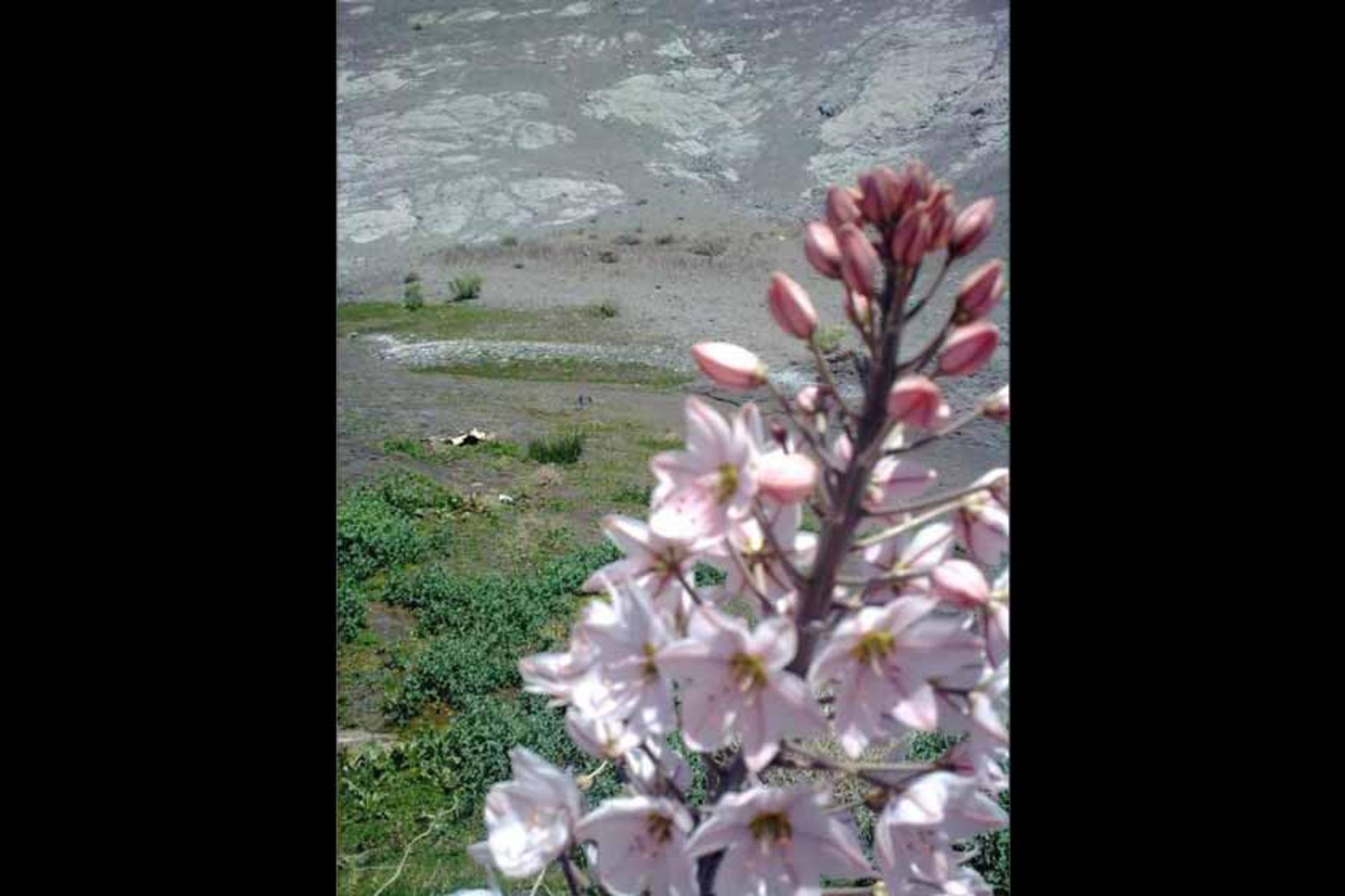 منطقه گدار