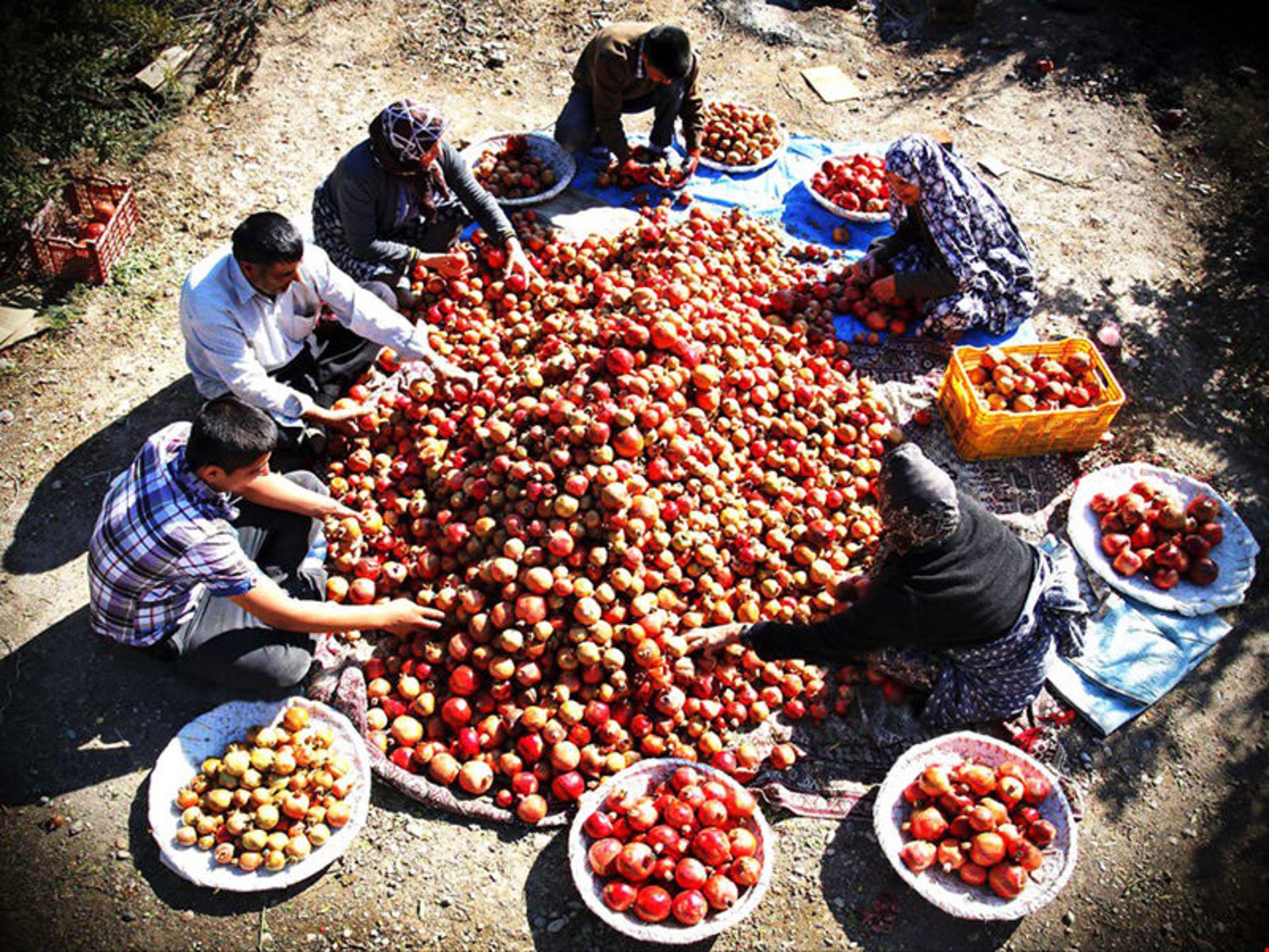 انار چینی