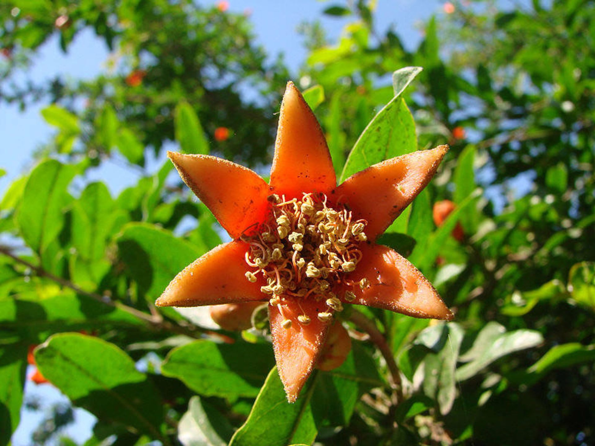 گل انار