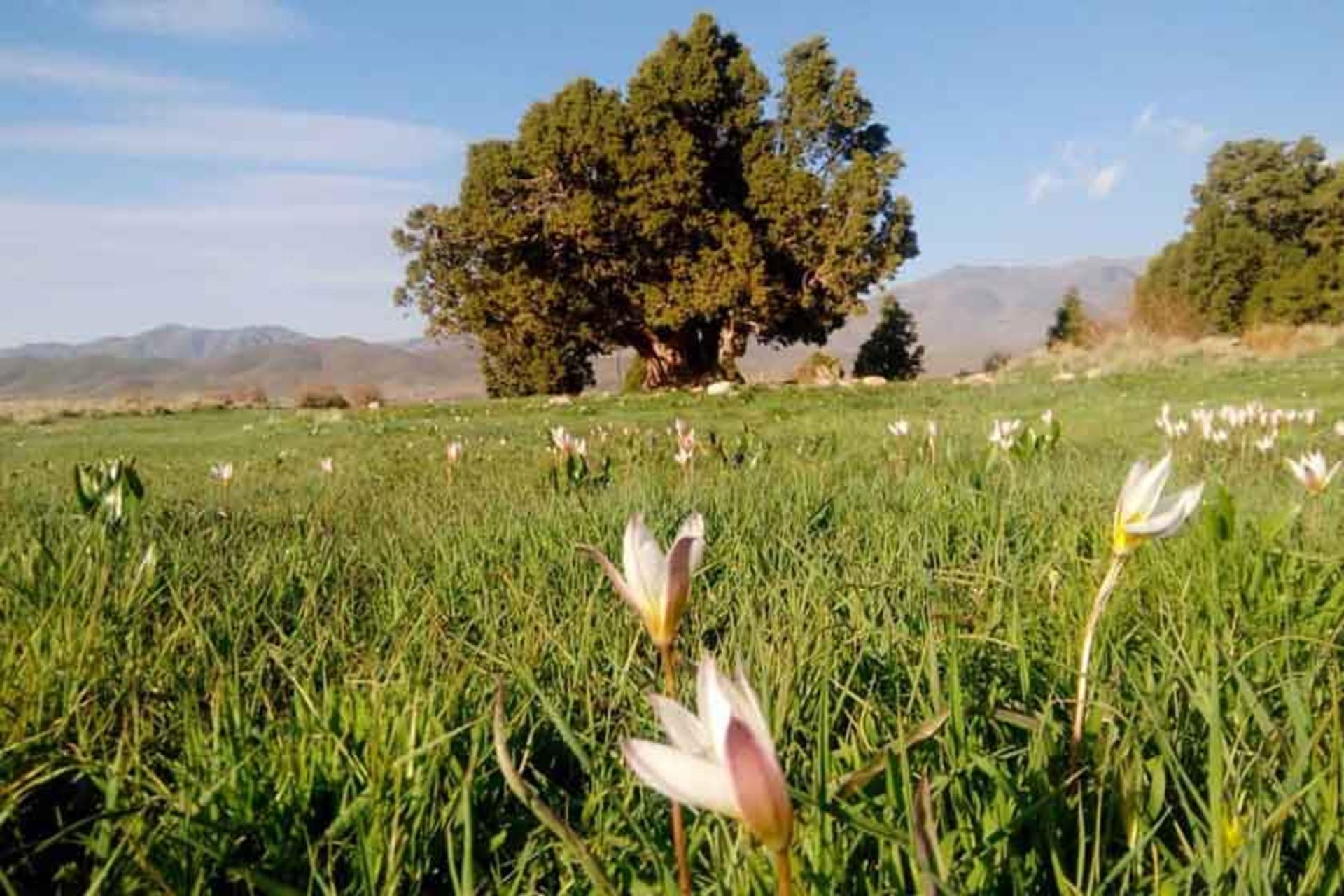 منطقه ساردوئیه