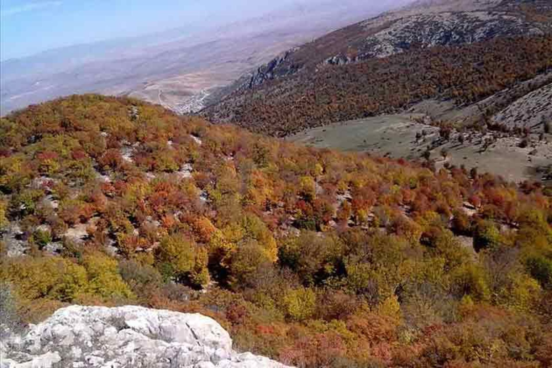 جنگل نام نیک شاهرود