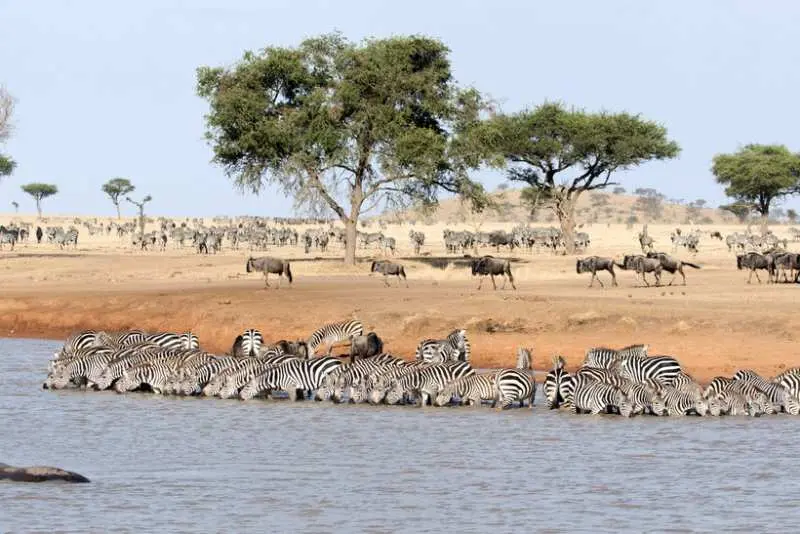 پارک ملی سرنگتی (Serengeti National Park)، تانزانیا