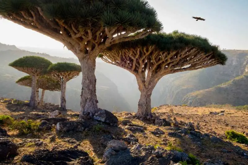 مجمع‌الجزایر سقطرا، یمن