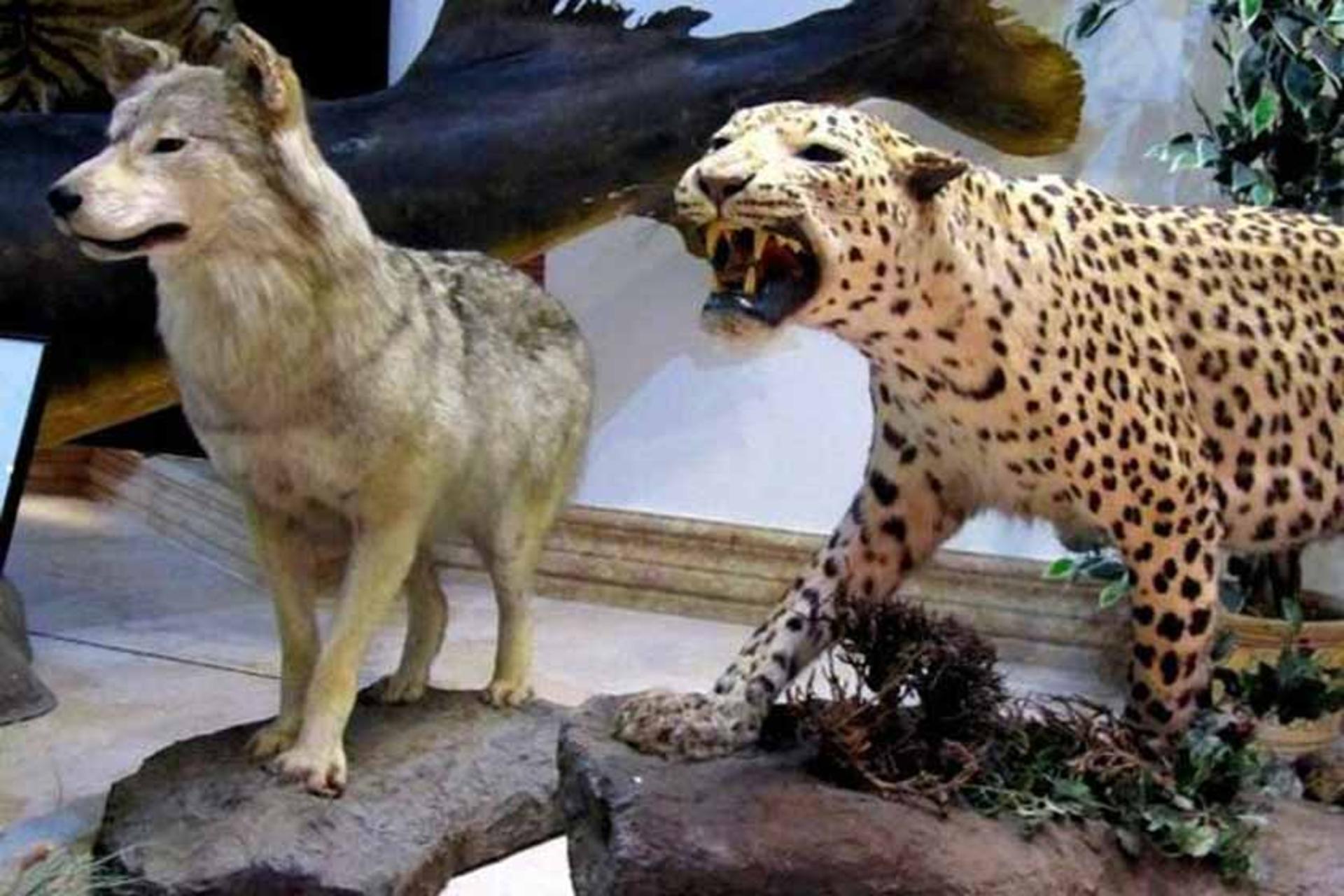 موزه تنوع زیستی اراک (موزه حیات وحش اراک)