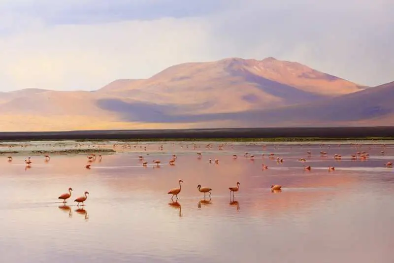 دریاچه لاگونا کلرادا (Laguna Colorada)، بولیوی
