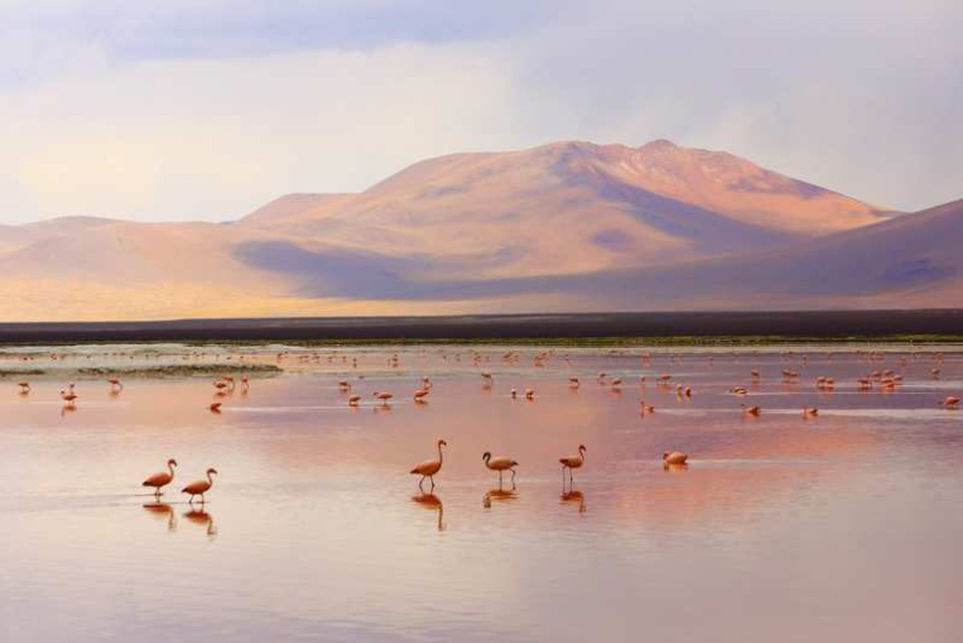 دریاچه لاگونا کلرادا (Laguna Colorada)، بولیوی