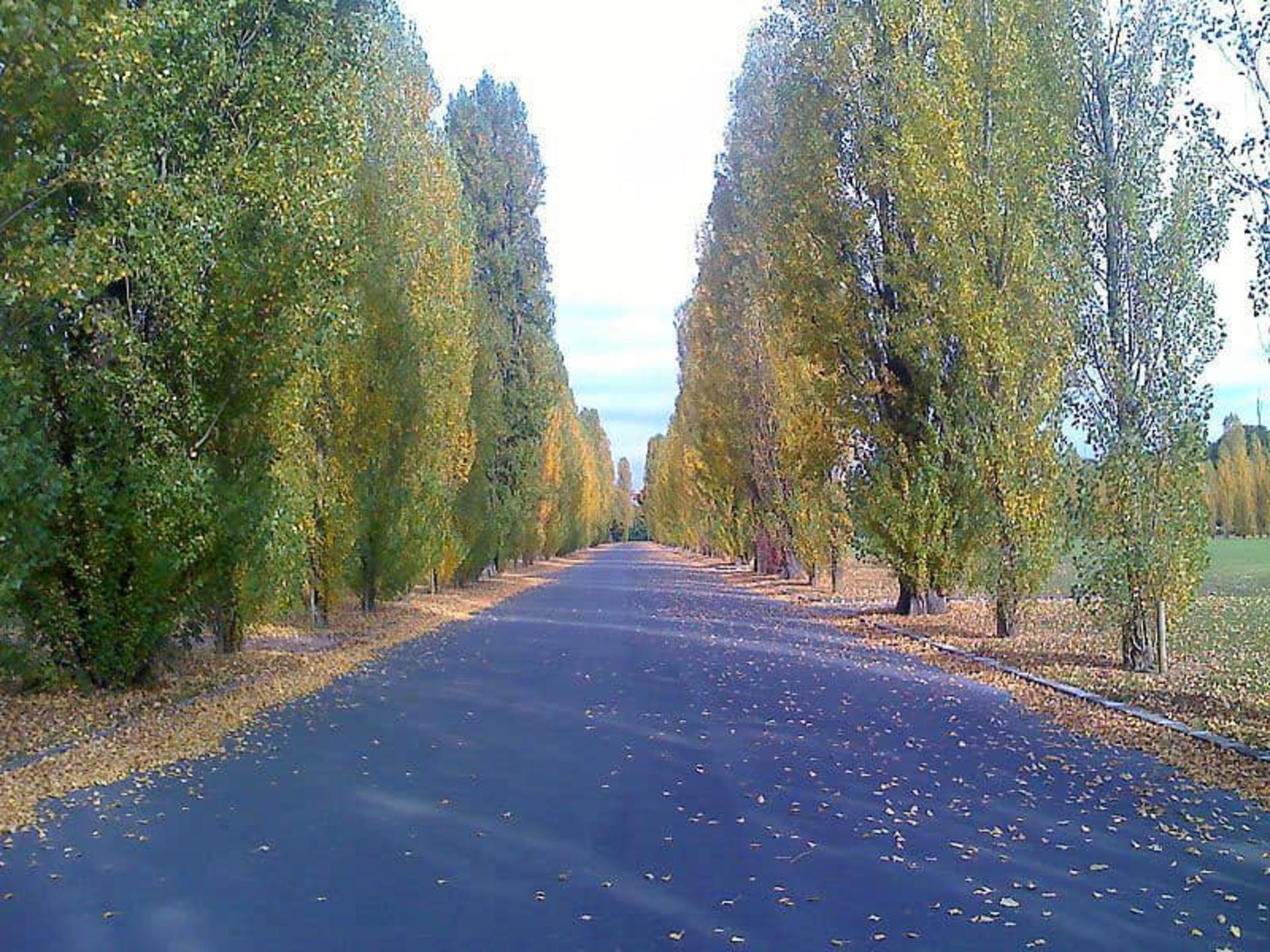 گورستان تیه- پاریس
