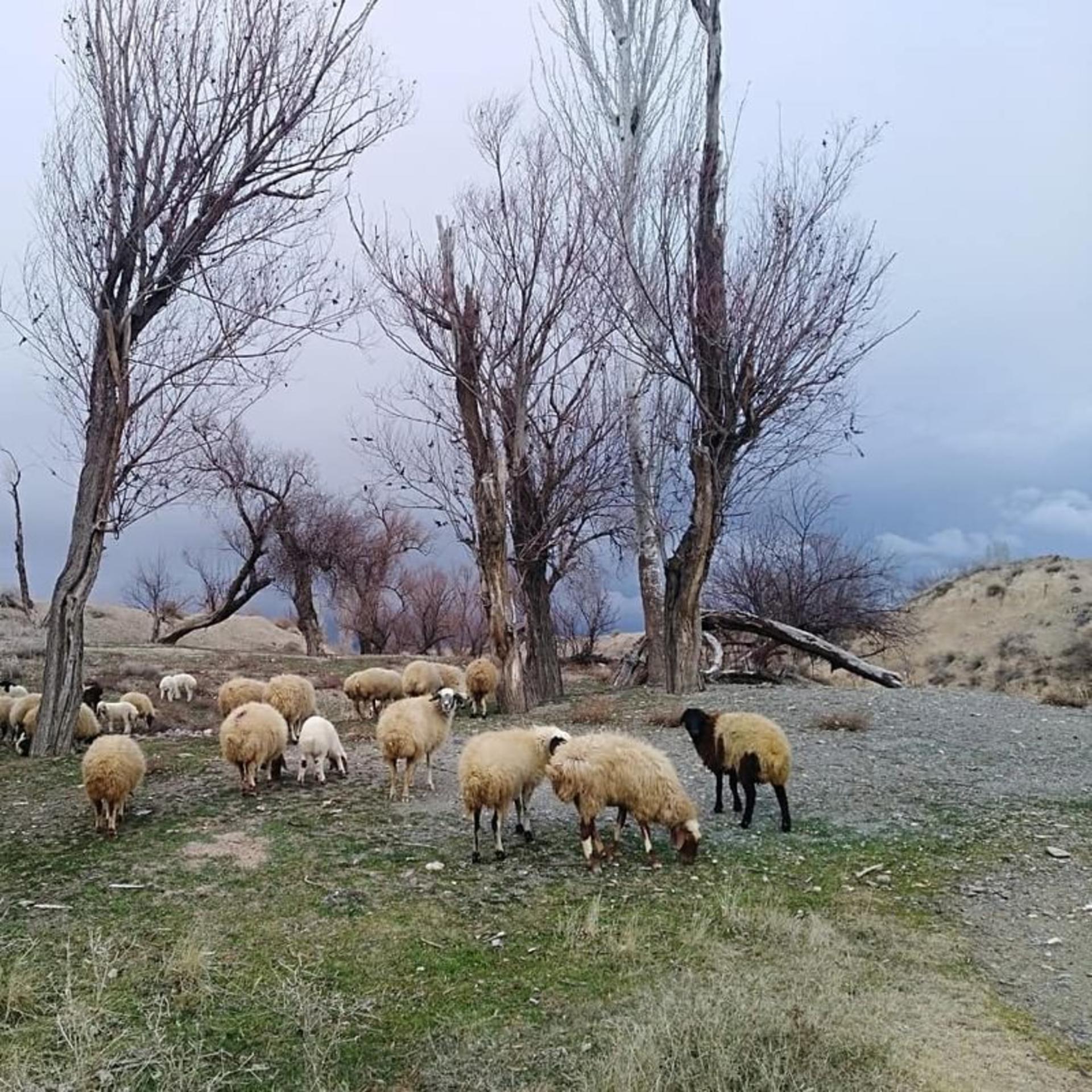 روستای سرکوبه