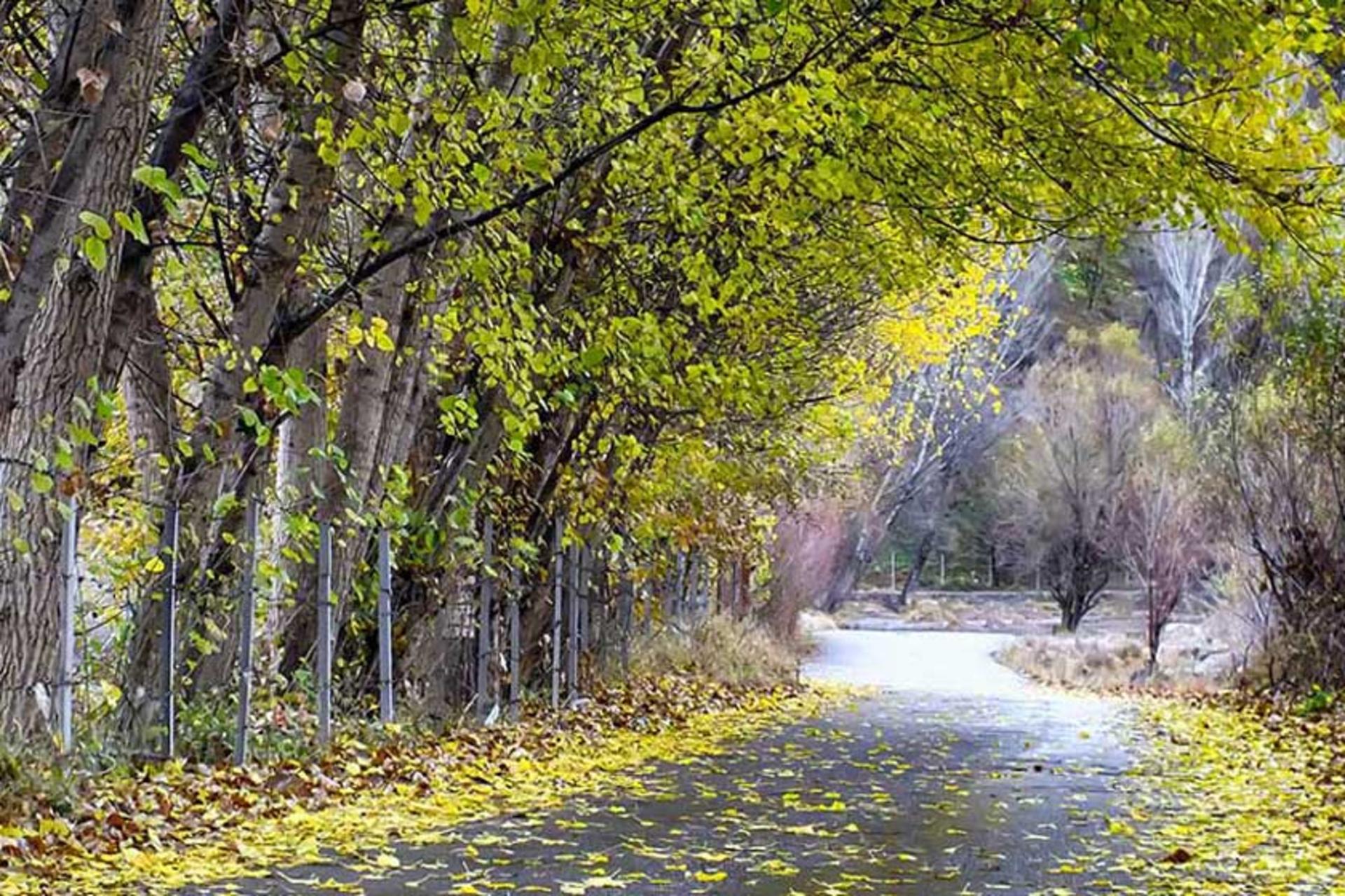 پارک جنگلی مشگین شهر