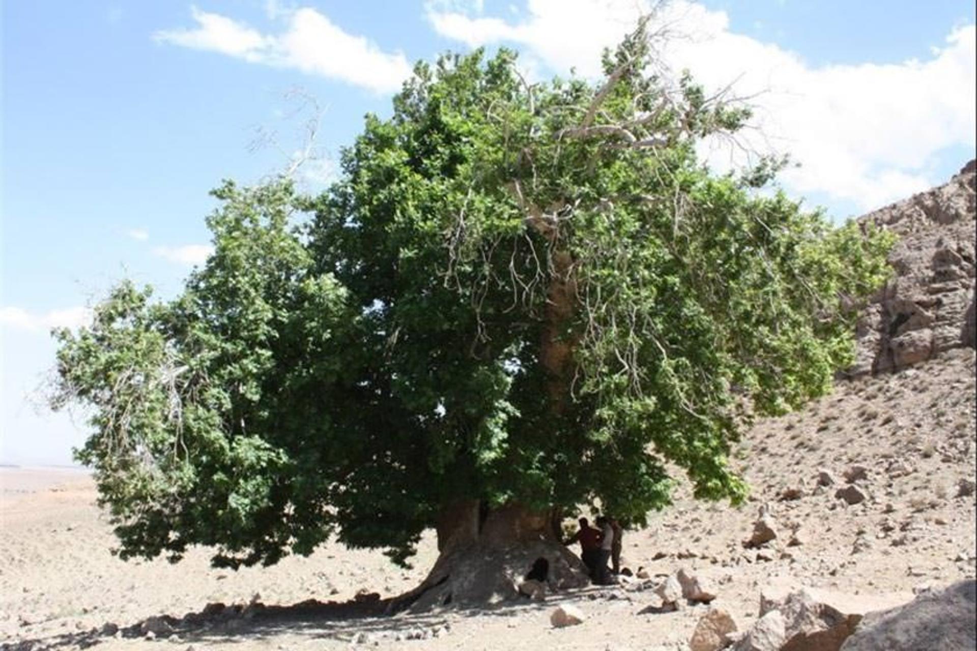 درخت چنار کهنسال روستای انار (بابا چنار)