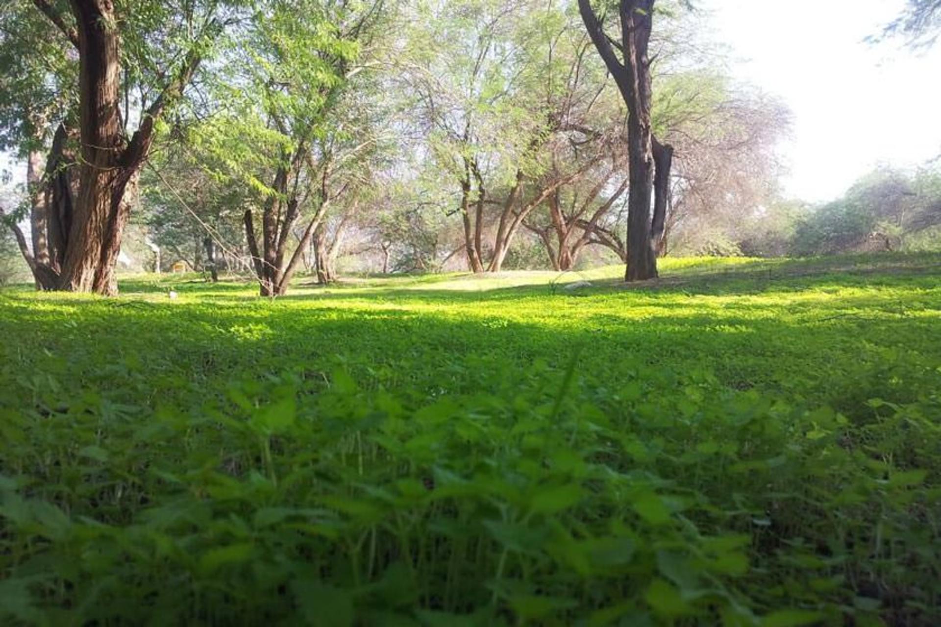 پارک جنگلی چاهکوتاه