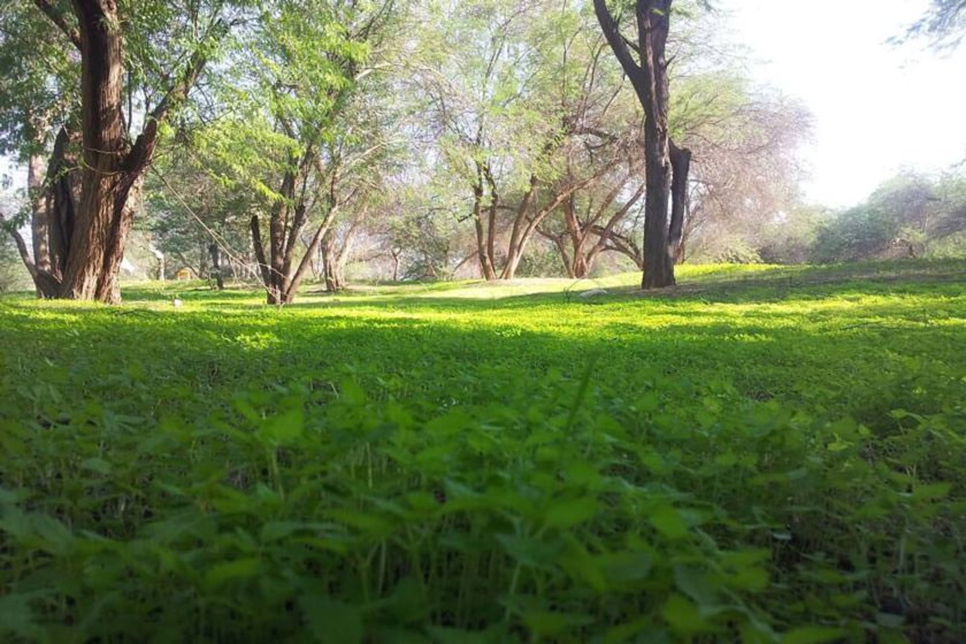 پارک جنگلی چاهکوتاه