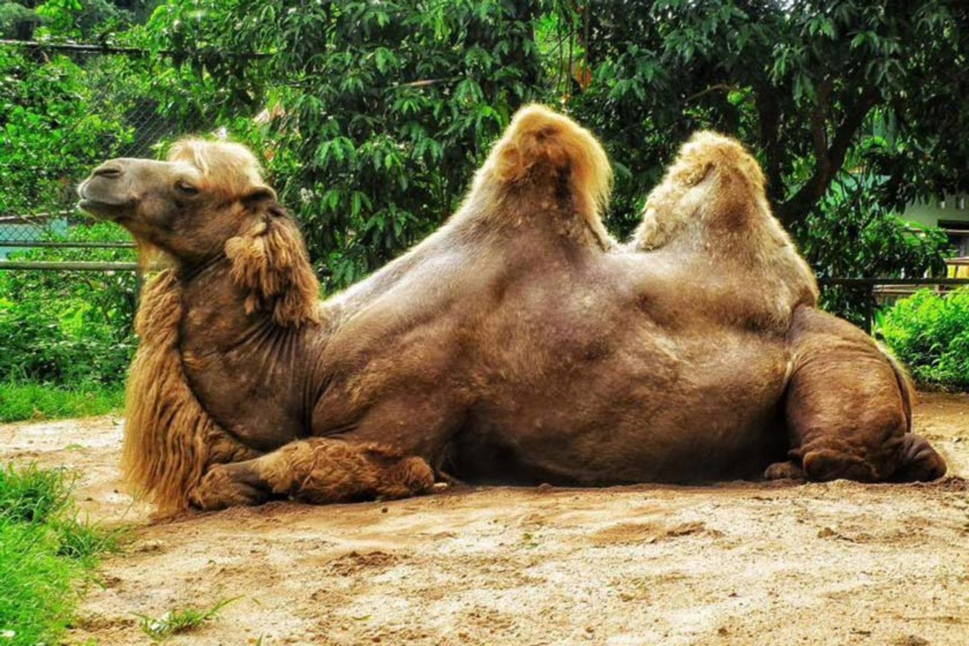 باغ وحش دهیوالا (باغ جانورشناسی ملی سریلانکا)