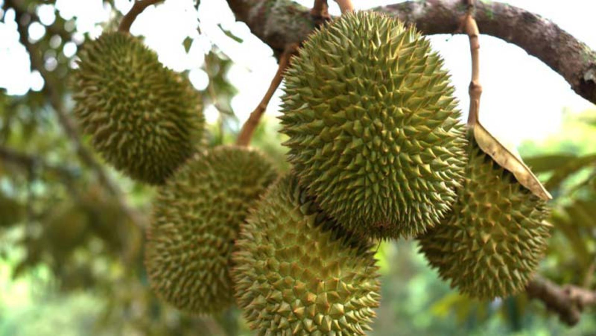 مزرعه میوه های گرمسیری