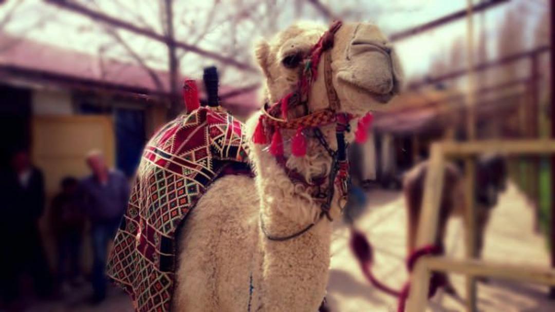 غذاهای محلی دبی
