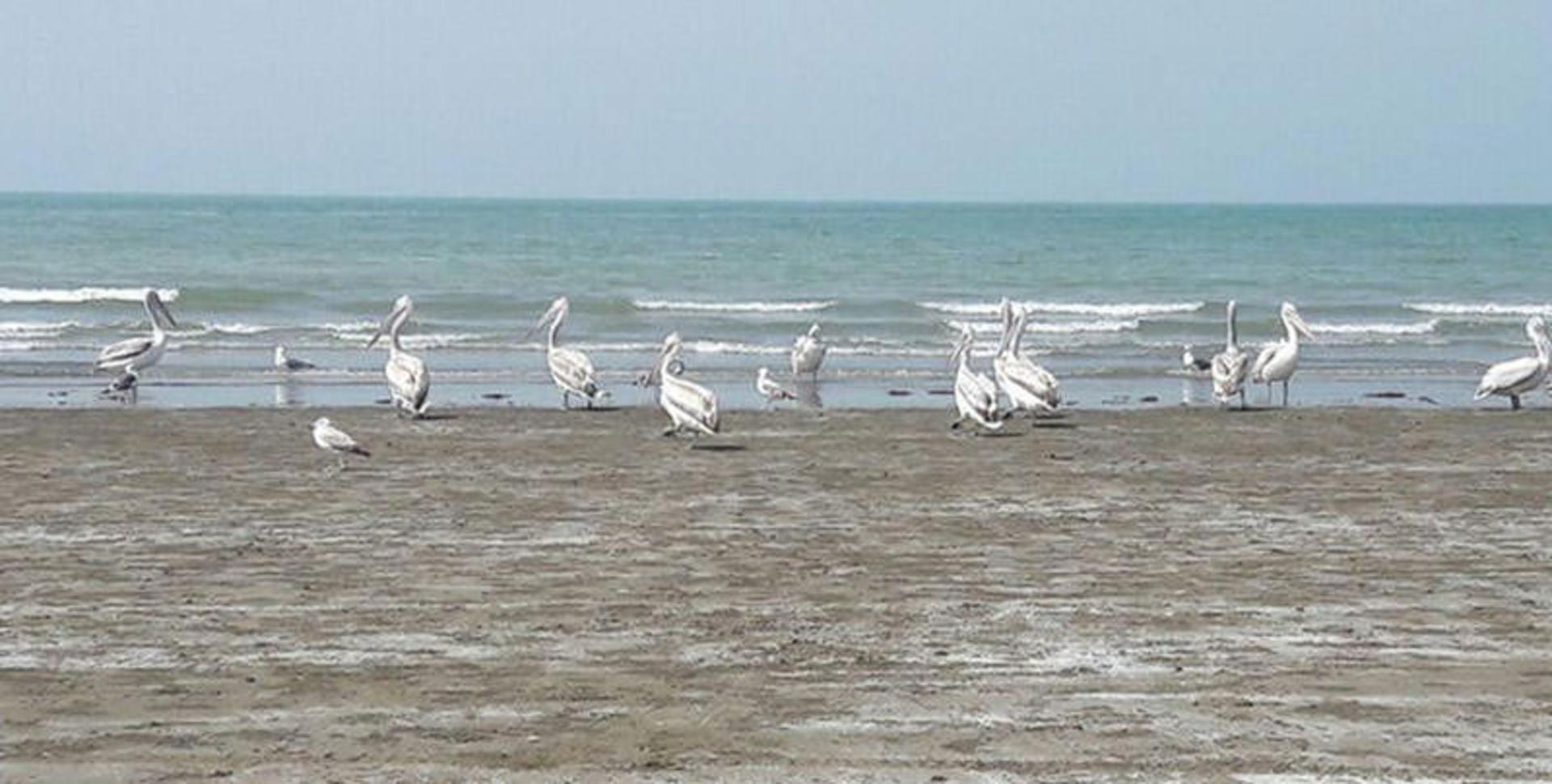 ساحل سیریک