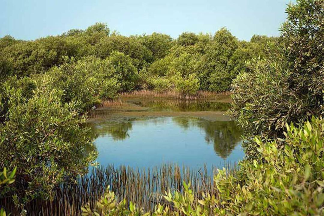 منطقه حفاظت شده نایبند