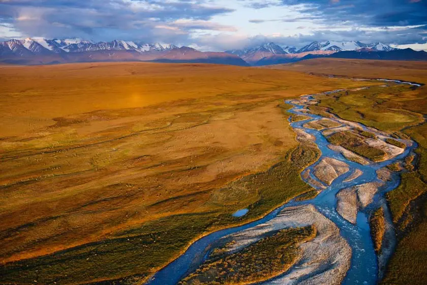 طبیعت وحش مالی بیتی