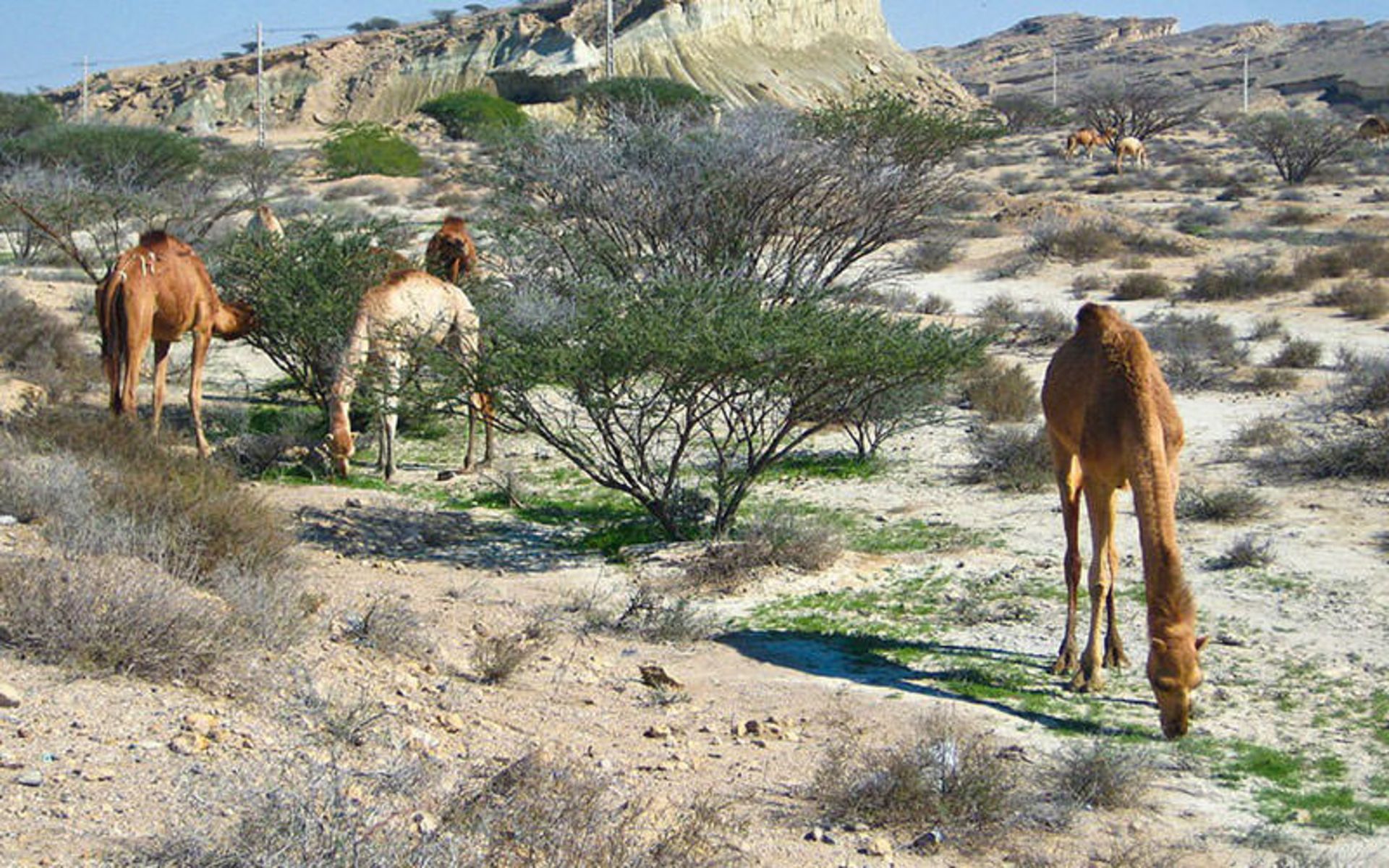 جزیره قشم