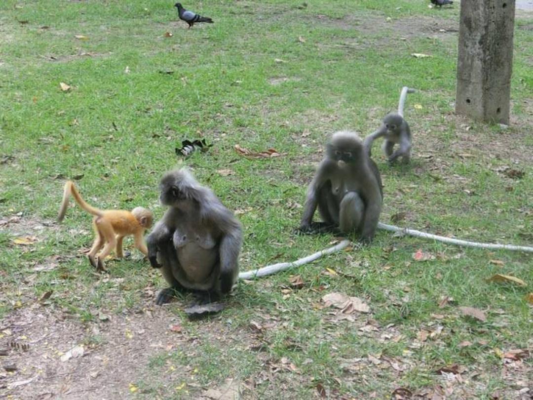 مقصدهای خانوادگی تایلند