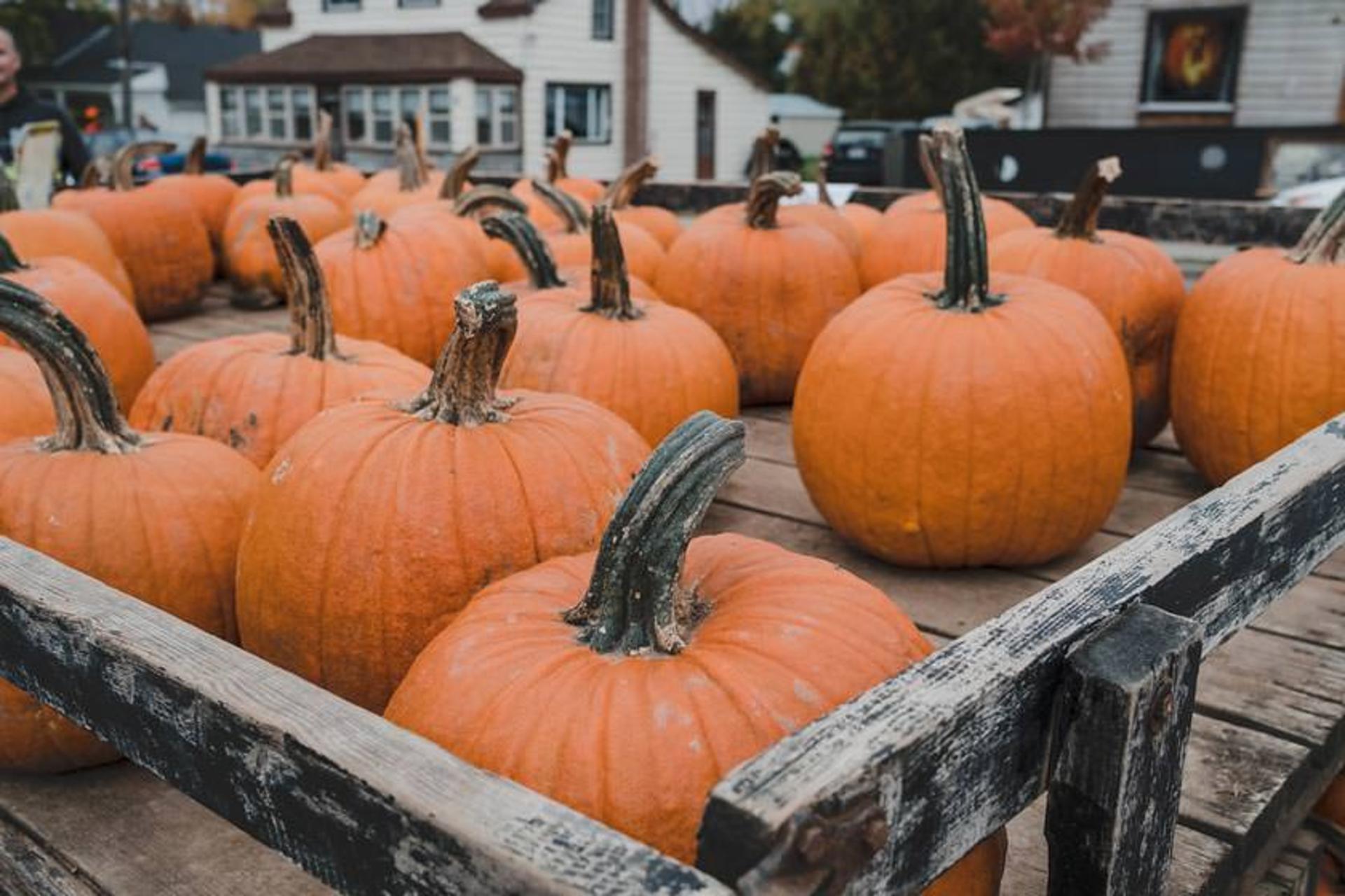 جشنواره کدو تنبل ولینگتون