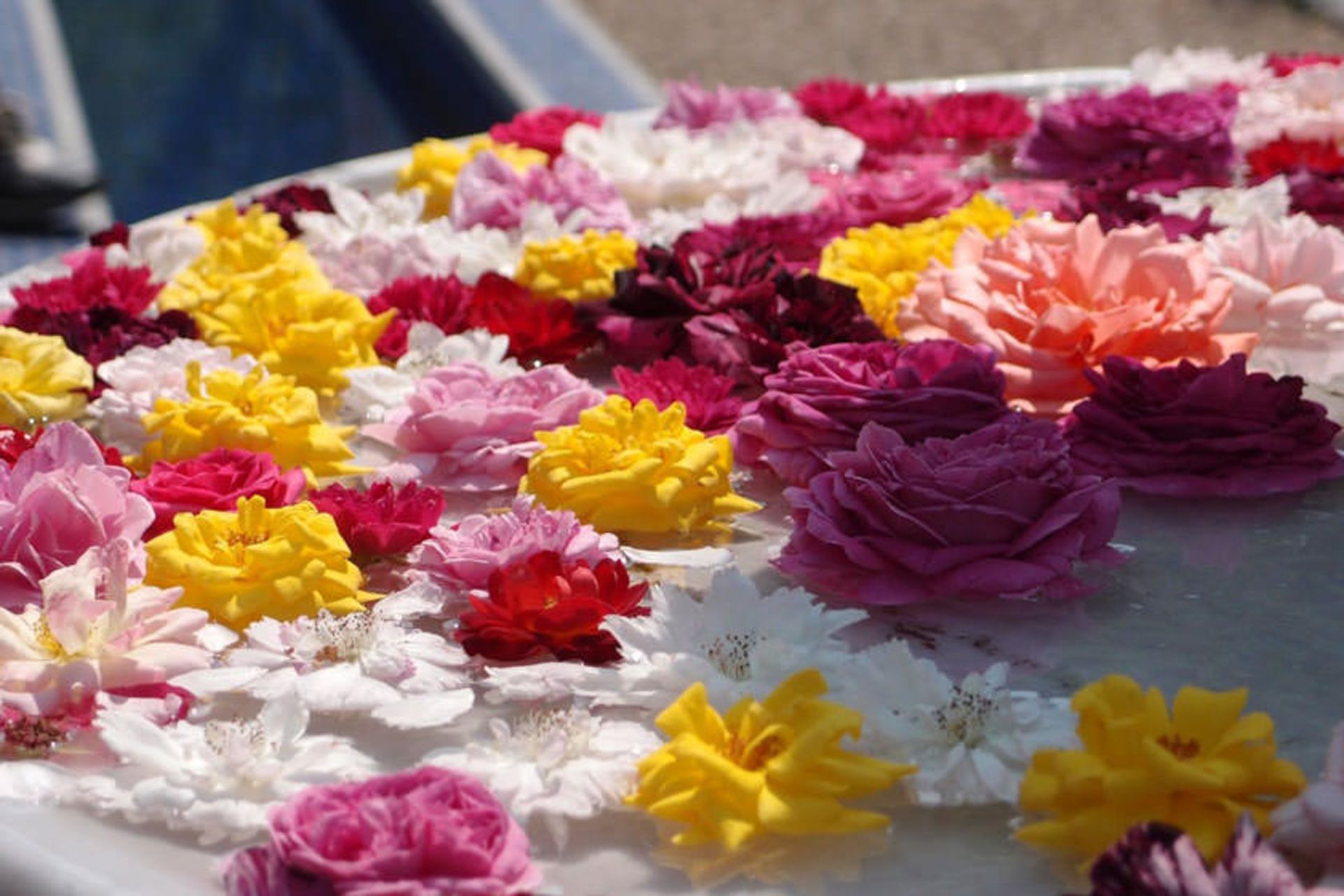 جشنواره رز مارکش (جشنواره گل محمدی مراکش)
