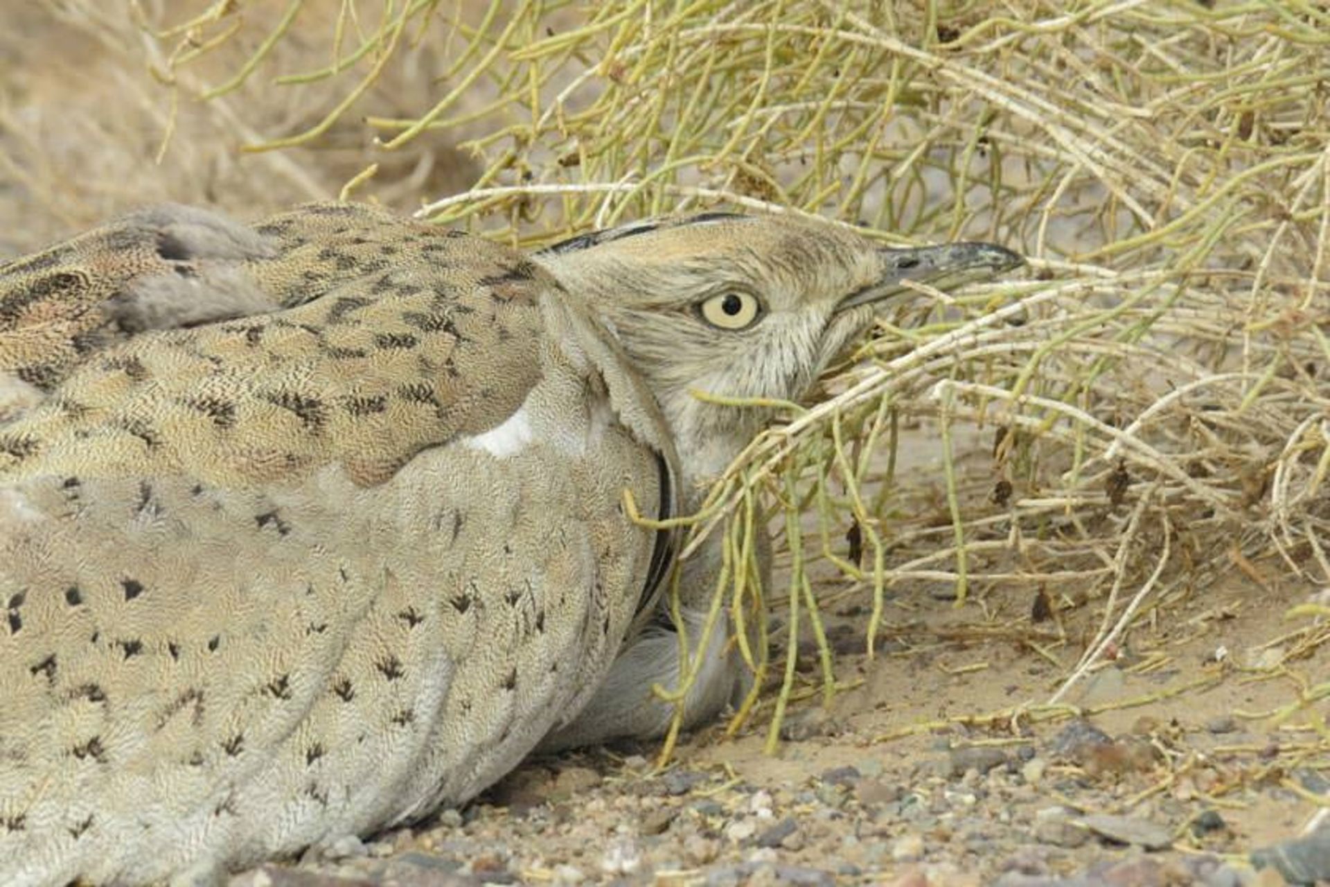 منطقه حفاظت شده سیرخون
