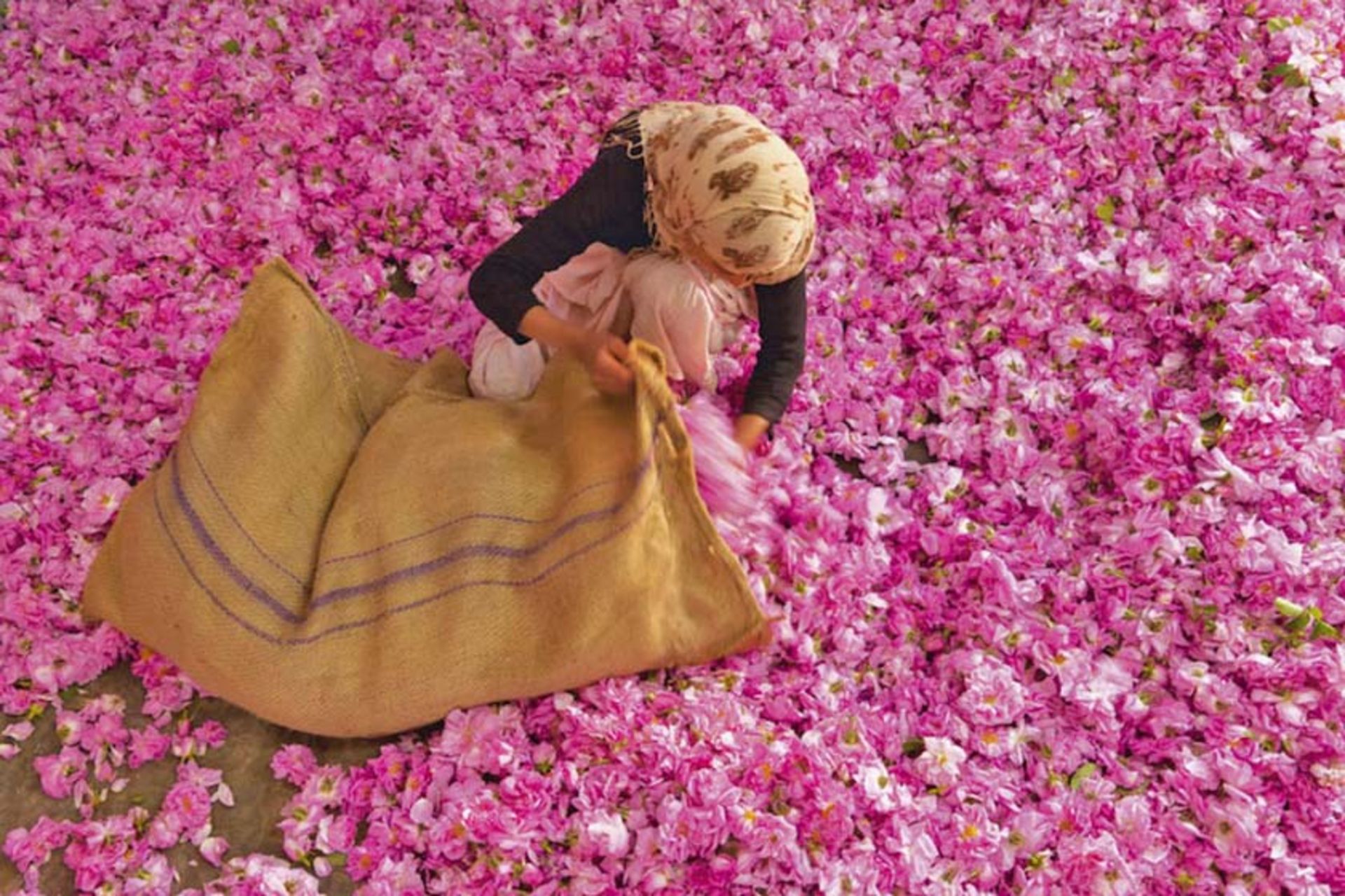 جشنواره رز مارکش (جشنواره گل محمدی مراکش)