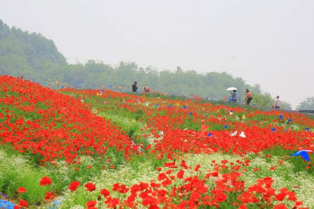 باغ خشخاش کوه سیمهاک